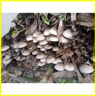 ▼ ♟ ◎ kabuteng saging/mushrooms seeds