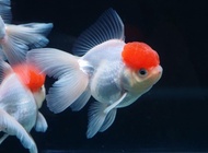 ikan mas koki red cup / oranda red cap jambul / ikan hias aquarium
