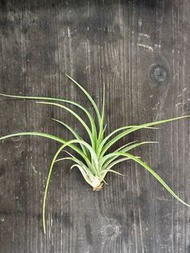 空氣草 空氣鳳梨 Tillandsia Sunset Glow 晚霞