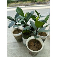 Outdoor Garcinia Subelliptica Happiness Tree Real Houseplant 室外福木幸福树(2 plant in bandle)