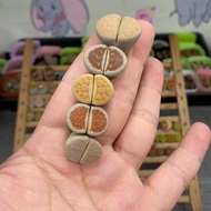 Free Shipping Over 38 Yuan#小可爱48387