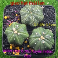 (beautiful plant) aster star 6 packs in pot of 3 rare, beautiful mini plants, size 3.1 to 3.3 cm, so