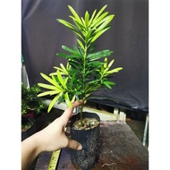 🔥🔥新品🔥🔥黄金红芯罗汉松PODOCARPUS  High22/25cm