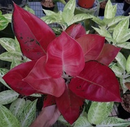 Promo bibit bonggol Aglonema red Cherry