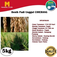 Benih PADI Ciherang Bibit Padi Unggul 5kg