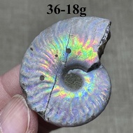 Madagascar Natural Conch Fossil Snail Stone Ammonite Colorful Ammonite Fossil Geological Popular Sci