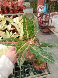 Siap Kirim, Aglaonema Green Legacy