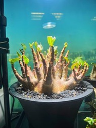 黑皮哥斯拉沙漠玫瑰