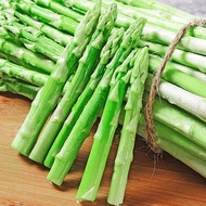asparagus seed/anak pokok asparagus/asparagus fern/asparagus setaceus/ Asparagus fresh picking farmer vegetable wholesal