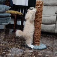 Cat Scratcher Tower Cat Scratcher Cat Scratcher HS