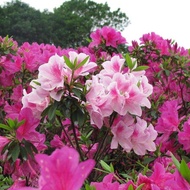 50 Pcs/bag Azalea SeedsRhododendron Azalea Flower Seeds Bonsai Plants Live an Garden Decoration Item