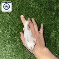 Sugar Glider Tpm True Platinum Mozaik