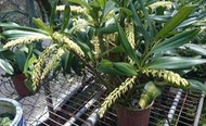 (售罄)【原生種】台灣原生種 爆盆 大腳筒Eria ovata