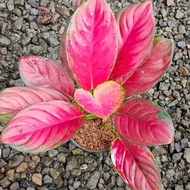 aglonema red Venus