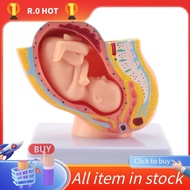 Human Pregnancy Fetal Development 9Th Month Embryonic Pelvic Model Fetus Foetus Pregnancy Anatomy of