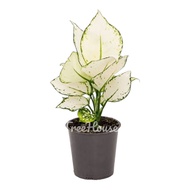 ซุปเปอร์ไวท์ (Aglaonema Super White)