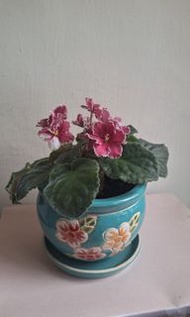 非洲紫羅蘭盆栽，深紫紅色花朵