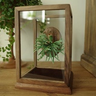 胡桃木玻璃罩展示盒-鹿角蕨作品加購