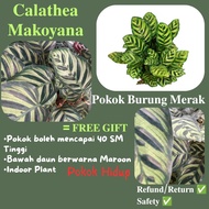 Calathea Makoyana Pokok burung merak Pokok Hidup 𝐁𝐚𝐜𝐚 𝐃𝐞𝐬𝐜𝐫𝐢𝐩𝐭𝐢𝐨𝐧