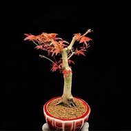 SG3100-精品日本出猩猩紅楓一手托/四季紅葉🔥精品植物小盆栽禮物🔥
