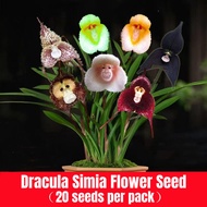 [Easy To Grow In Malaysia] Benih Bunga Mixed Colors Dracula Simia Flower Seed Rare Monkey Face Orchi