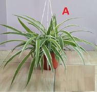 Spider Plants Chlorophytum Comosum Air Purifying Plant Indoor Plants Bichetti Grass Pokok Labah Laba