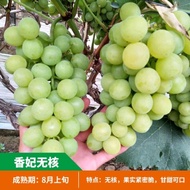 Earth Art Climbing Vine Fruit Tree Grape Sapphire Grape Sapling Grape Rice Seedling Sunshine Rose Garden Climbing Vine G