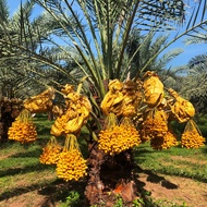 10 เมล็ด เมล็ดพันธุ์ อินทผาลัม (Date palm) จากต้นเพาะเนื้อเยื้อ สายพันธุ์ บาฮี เหลืองใหญ่