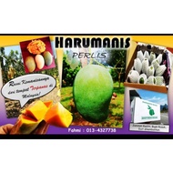 HARUMANIS PERLIS ORIGINAL GRED A