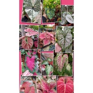 🍃ZN LIVE PLANT🍃 Caladium Mix Keladi