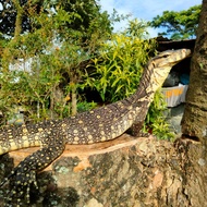 varanus salvator juve
