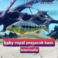 peacock bass pbass Intermedia baby