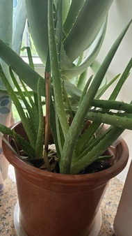 (不可食用）蘆薈幼苖 Aloe Vera Baby  Plant