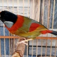 burung pancawarna aviary