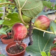TKL - Outdoor Fig Tree Ficus Carica Pokok Buah Tin 无花果室外植物