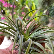 Air Plant Tillandsia Ionantha Fuego