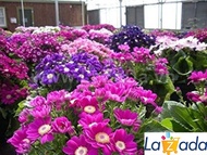 25.HAT Hạt Giống Hoa Cúc Lá Nho Mix Màu (KD| -KD: B33*V72*M237)