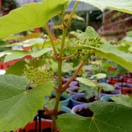 Anak Pokok Anggur Hitam Black Grape Plant Live Pot Plant Pokok Anggur Hidup Anak Pokok Buah Anggur Hitam Pokok Hidup