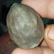 muncang adu jawa panjangan mainan tradisional