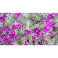 POKOK BUNGA SONATA/TEXAS SAGE