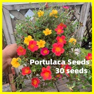 เมล็ดพันธุ์ ดอกไม้ดวงอาทิตย์ เมล็ด คละสี 30 เมล็ด Single Petal Portulaca Seeds - Mixed Moss Rose Flower Seeds for Planting บอนสีหายาก เมล็ดดอกไม้ เมล็ดบอนสี บอลสีชนิดต่างๆ บอนสี เมล็ดบอนสีสวยๆ ดอกไม้ปลูกสวยๆดอกไม้ปลูกสวยๆ ของแต่งบ้าน ไม้ประดับ ต้นไม้ฟอกอา