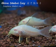 Aquarium Pet ~ Albino Sterbai Cory ~ Corydoras Fish ~ Bottom Dweller