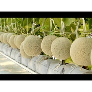 F1 Rock Melon Seeds 优质 F1 网纹密瓜 种子 Biji Benih F1 Rock Melon