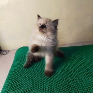 Himalaya kucing lucu