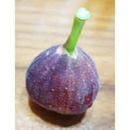 Pokok Fig Iraqi Hybrid IRAQ FIG Tigris Fig