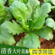 Artemisia Seeds Emperor Vegetable Artemisia Seeds Artemisia Seeds Vegetable Seeds Four Seasons Sprin