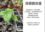 心栽花坊-綠盾觀音蓮/綠葉觀音蓮/3吋/綠化植物/室內植物/觀葉植物/售價250特價200