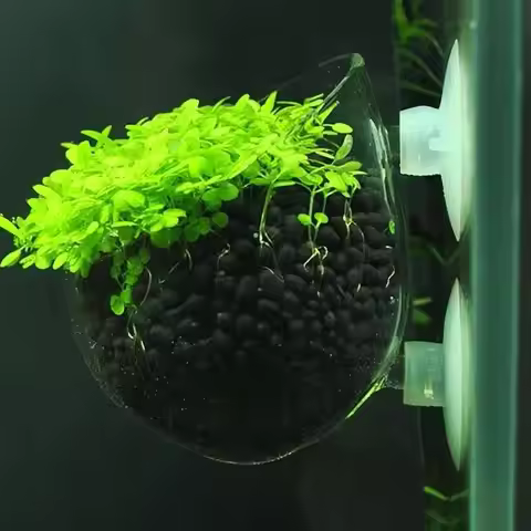 Aquatic Plant Cup With Suction Holder Aquarium Glass Plant Pot Mini Vase Red Worm Feeder for Fish Ta