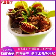 MY Hot selling Potted Fun Carnivorous Plants: Pitcher Plant, Mosquito, Summer Indoor Flytrap, Studen