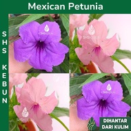 Pokok Bunga Rulia Mexican Petunia Ruellia Purple Pink Simplex 翠芦莉 芦莉草 SHS Kebun